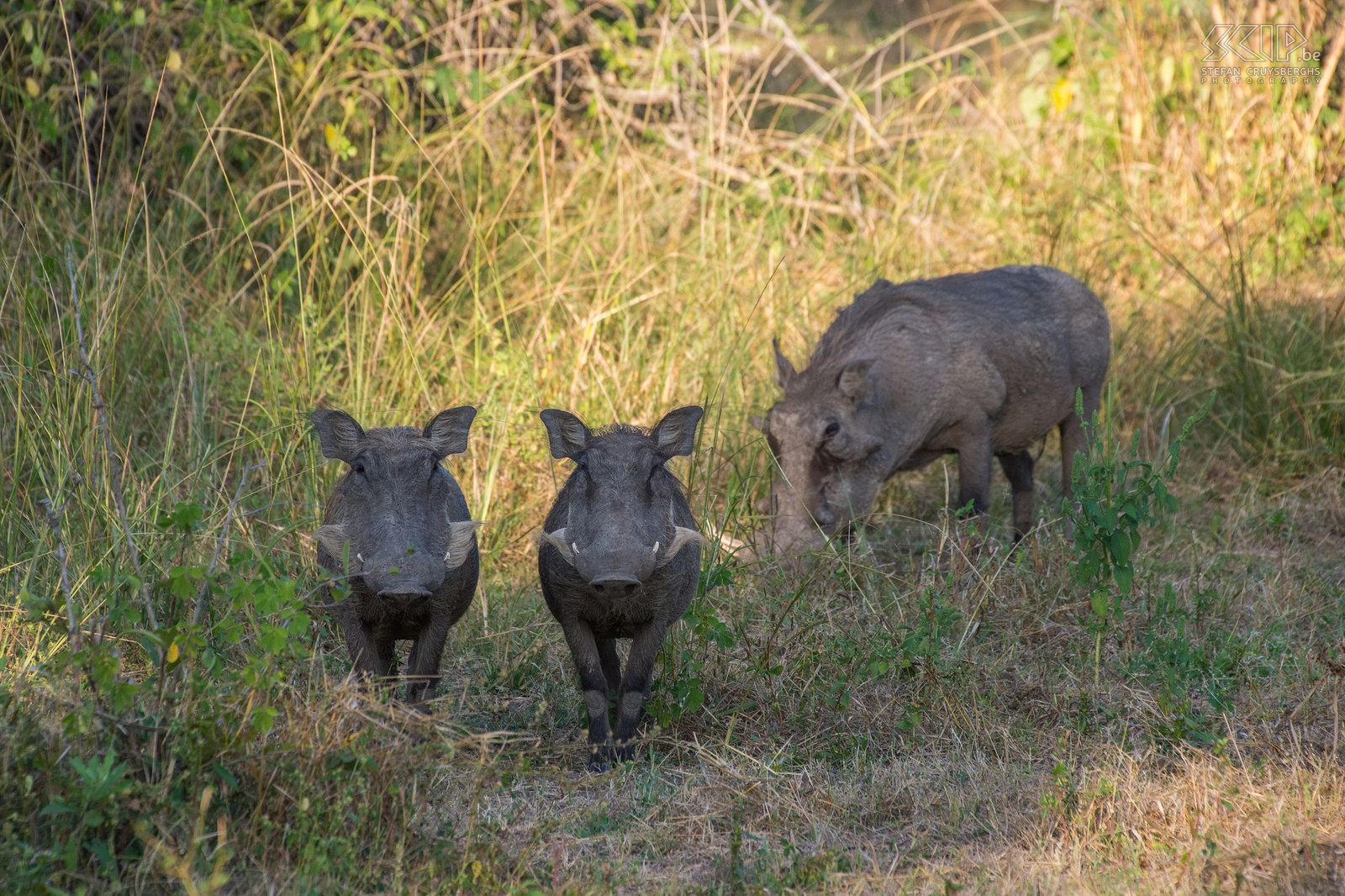 South Luangwa - Wrattenzwijnen Een familie wrattenzwijnen of knobbelzwijnen (Warthog, Phacochoerus africanus)<br />
 Stefan Cruysberghs